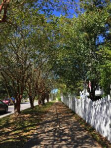 Tree lined historic street