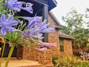 purple flowers in front of large brick home